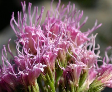 Ageratina occidentalis