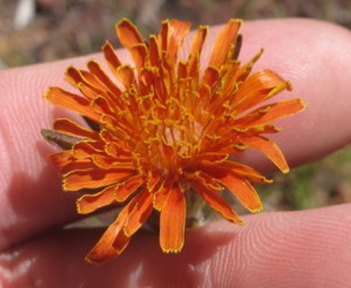 Agoseris aurantiaca