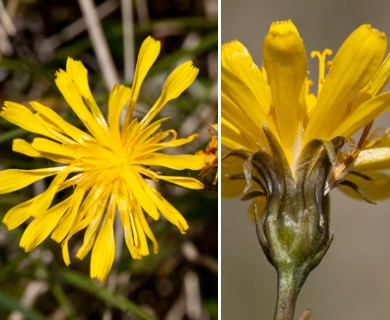 Agoseris glauca