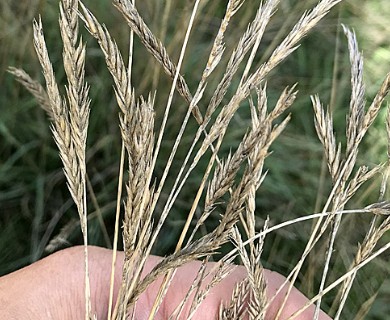 Agropyron desertorum