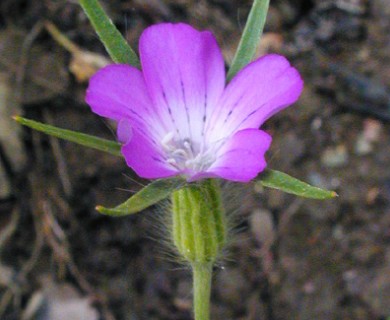 Agrostemma githago