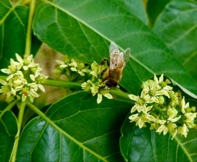 Ailanthus altissima