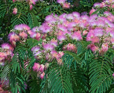 Albizia julibrissin