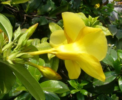 Allamanda cathartica