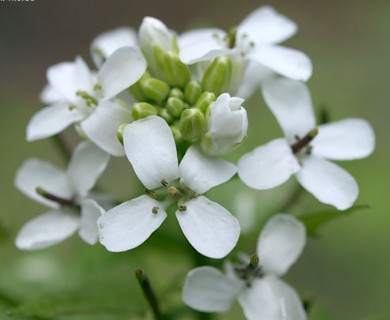 Alliaria petiolata