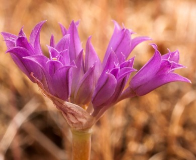 Allium acuminatum