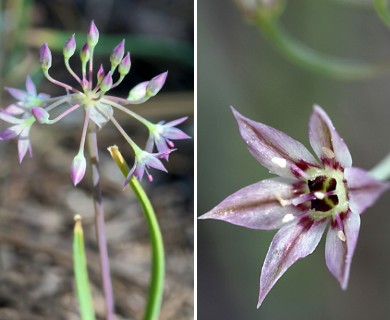 Allium campanulatum