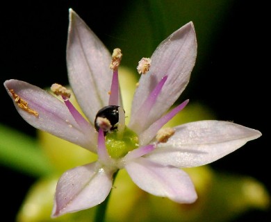 Allium canadense