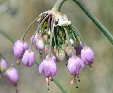 Allium cernuum