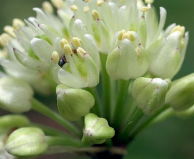 Allium tricoccum