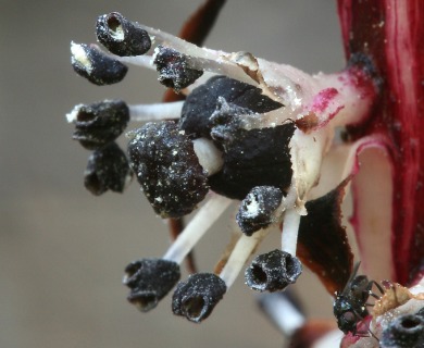 Allotropa virgata