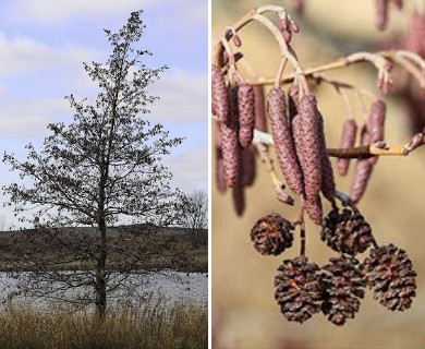 Alnus glutinosa