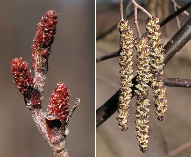 Alnus incana