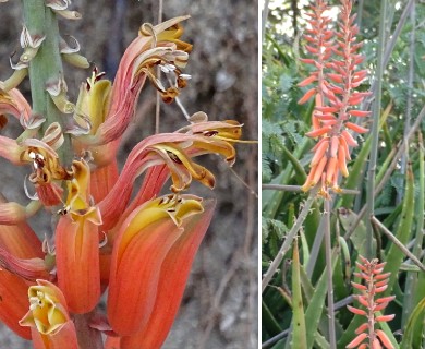 Aloe vera