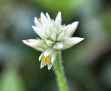 Alternanthera flavescens