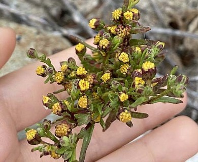 Amblyopappus pusillus