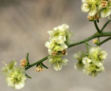 Ambrosia salsola