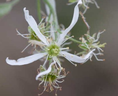 Amelanchier arborea