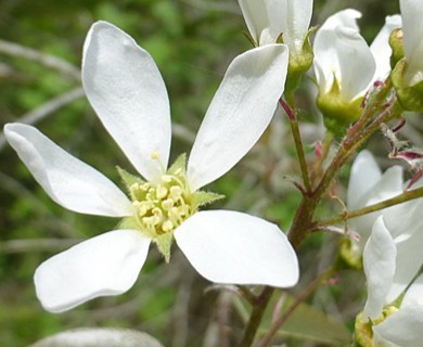 Amelanchier laevis