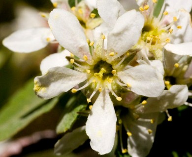 Amelanchier utahensis