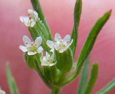 Ammoselinum popei