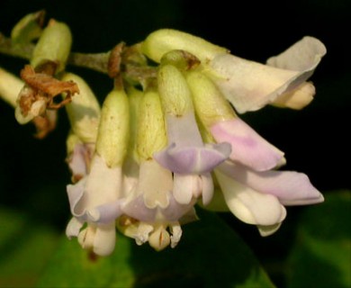 Amphicarpaea bracteata