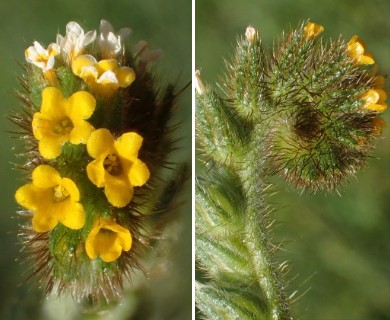 Amsinckia menziesii