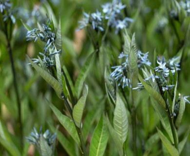 Amsonia rigida