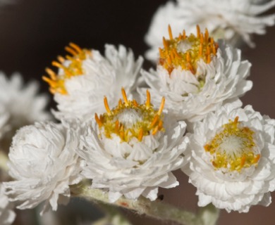 Anaphalis margaritacea