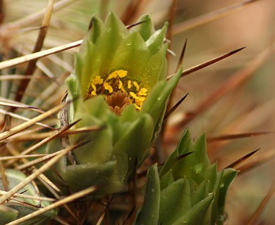 Ancistrocactus scheeri