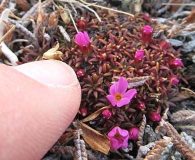 Androsace ochotensis