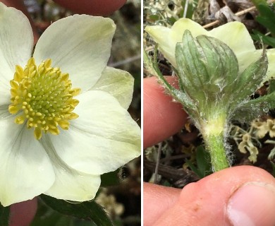 Anemonastrum sibiricum