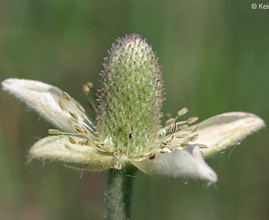 Anemone cylindrica