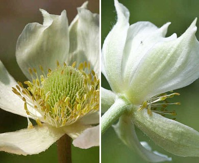 Anemone virginiana