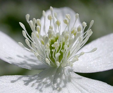 Anemonoides quinquefolia