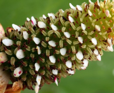 Anemopsis californica