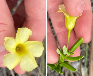 Angadenia berteroi