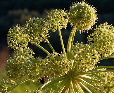 Angelica atropurpurea