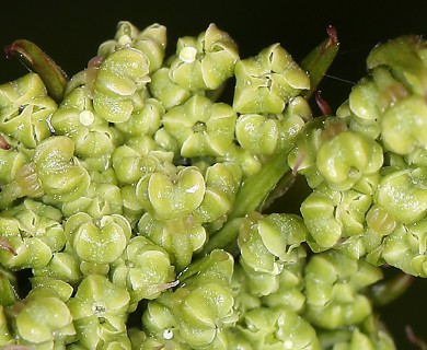 Angelica lucida