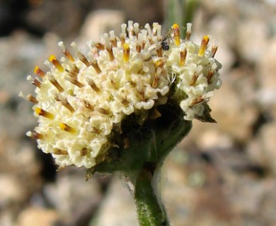 Antennaria friesiana