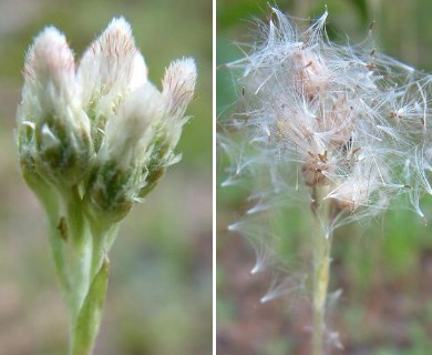 Antennaria howellii