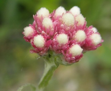 Antennaria rosea