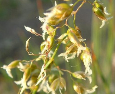 Anthoxanthum nitens