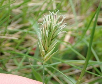 Anthoxanthum odoratum