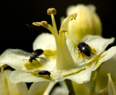 Anticlea elegans