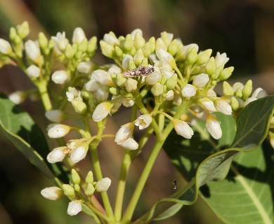 Apocynum cannabinum