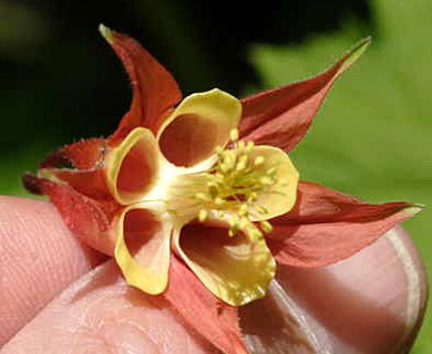 Aquilegia canadensis