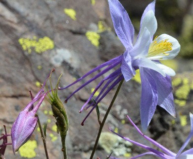 Aquilegia coerulea