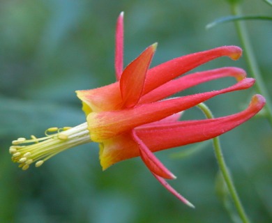 Aquilegia formosa