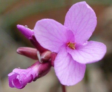 Arabis aculeolata